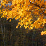 freenaturestock-2333-768x512